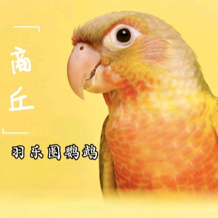 羽乐圈鹦鹉养殖