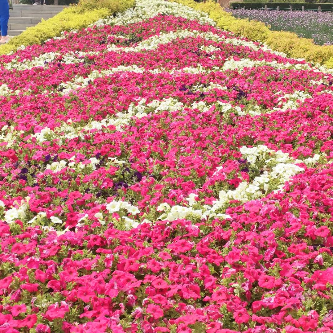 浪漫🏵紫罗兰🦠