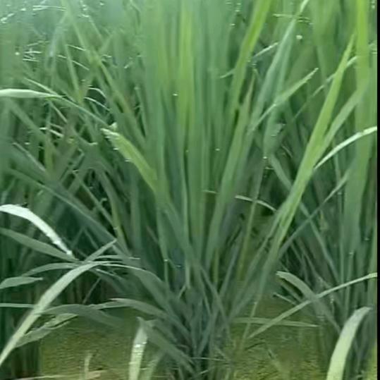 农村人杨少