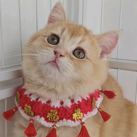 小橙子是只小懒猫🐈