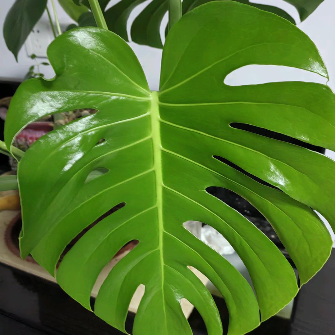 有了院子才叫生活