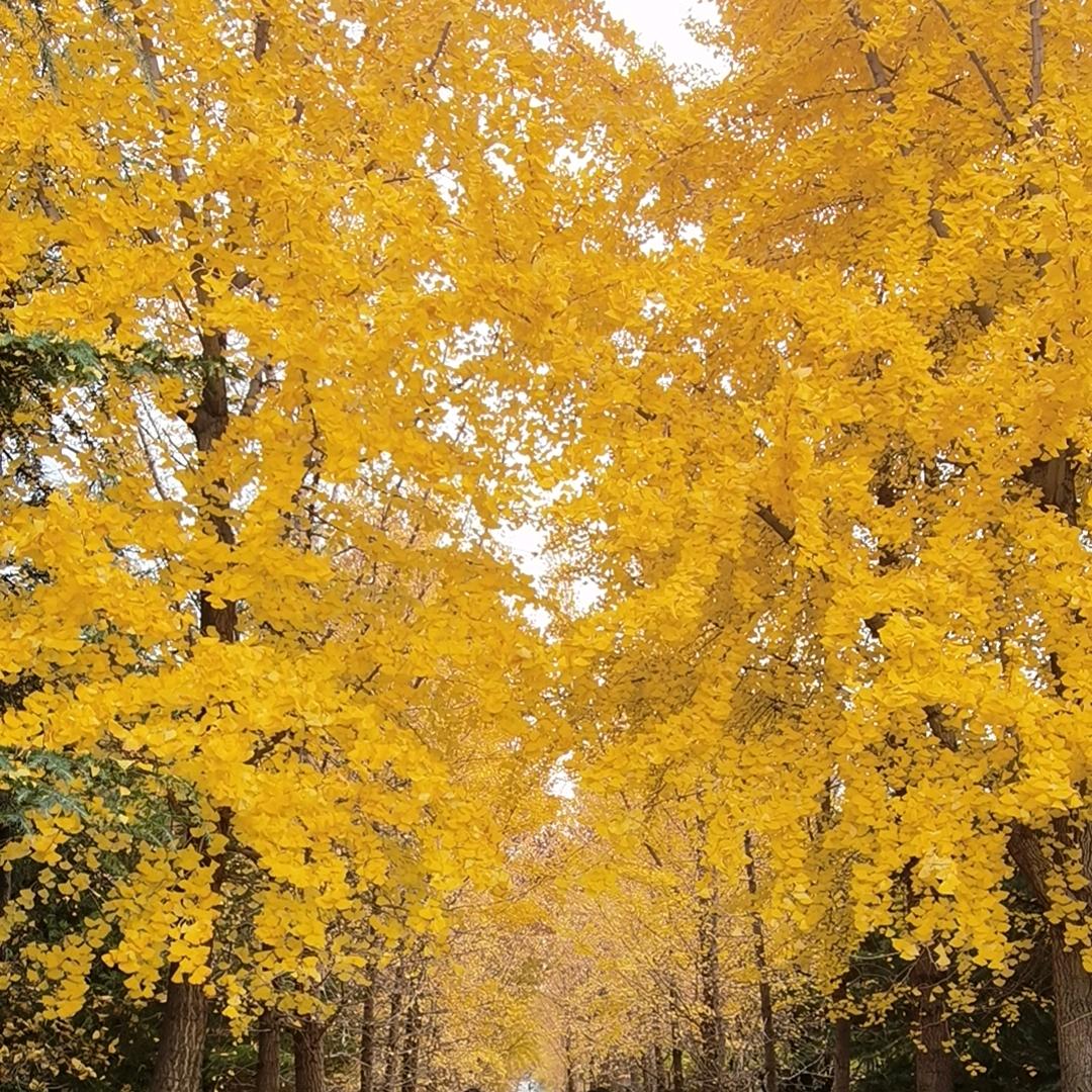 【静檀】