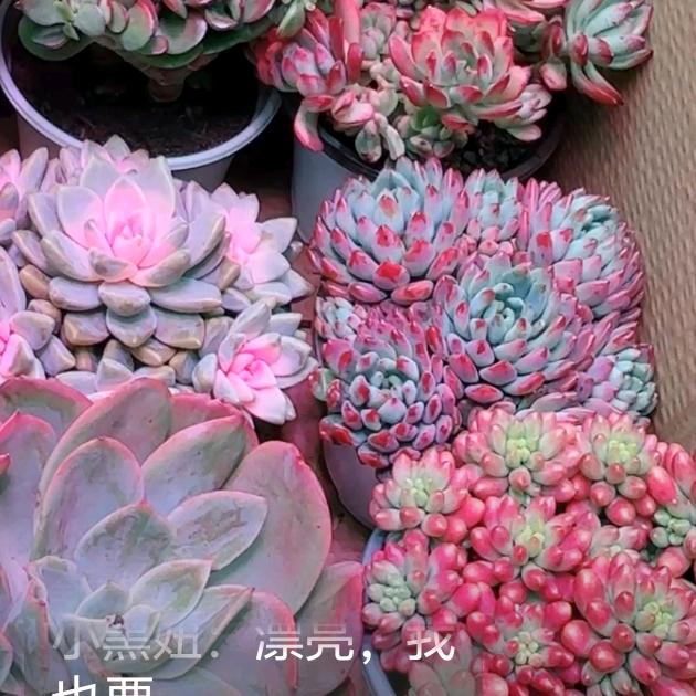 非花非雾