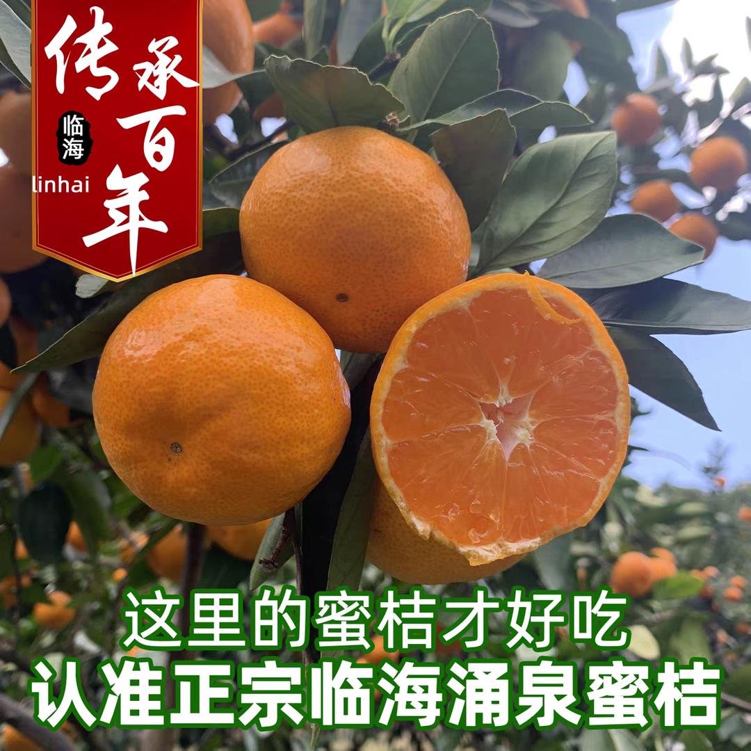 涌泉蜜桔：老燕
