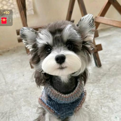 奥利奥是雪纳瑞吖