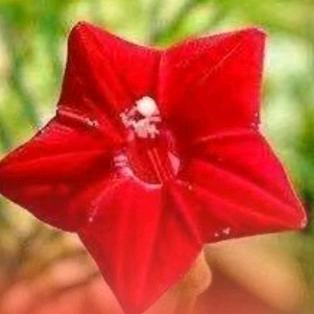 闭月羞花🌼🌼🌹🌹