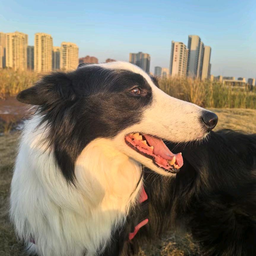 雨点是只馋嘴边牧