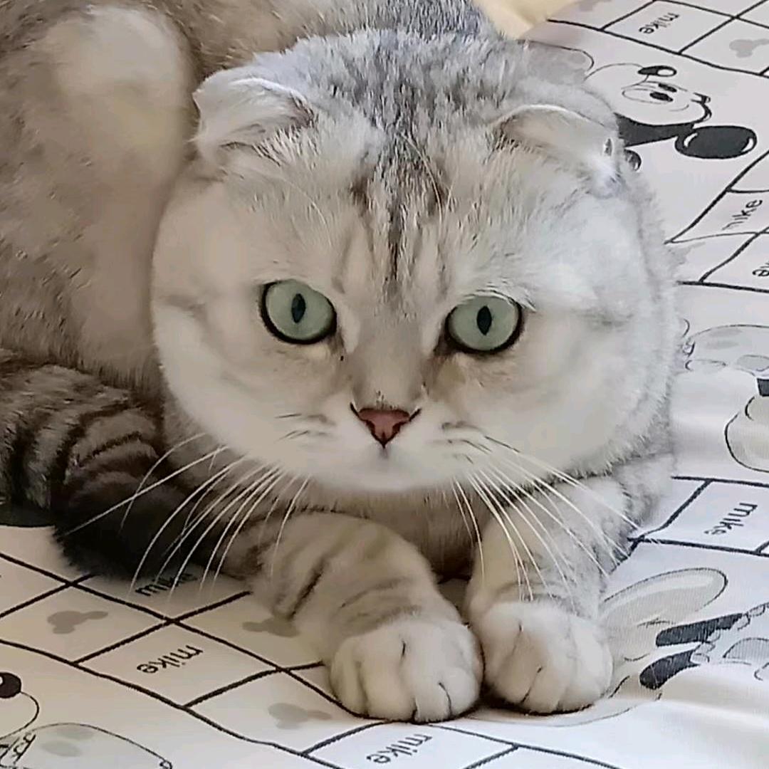 dumingda