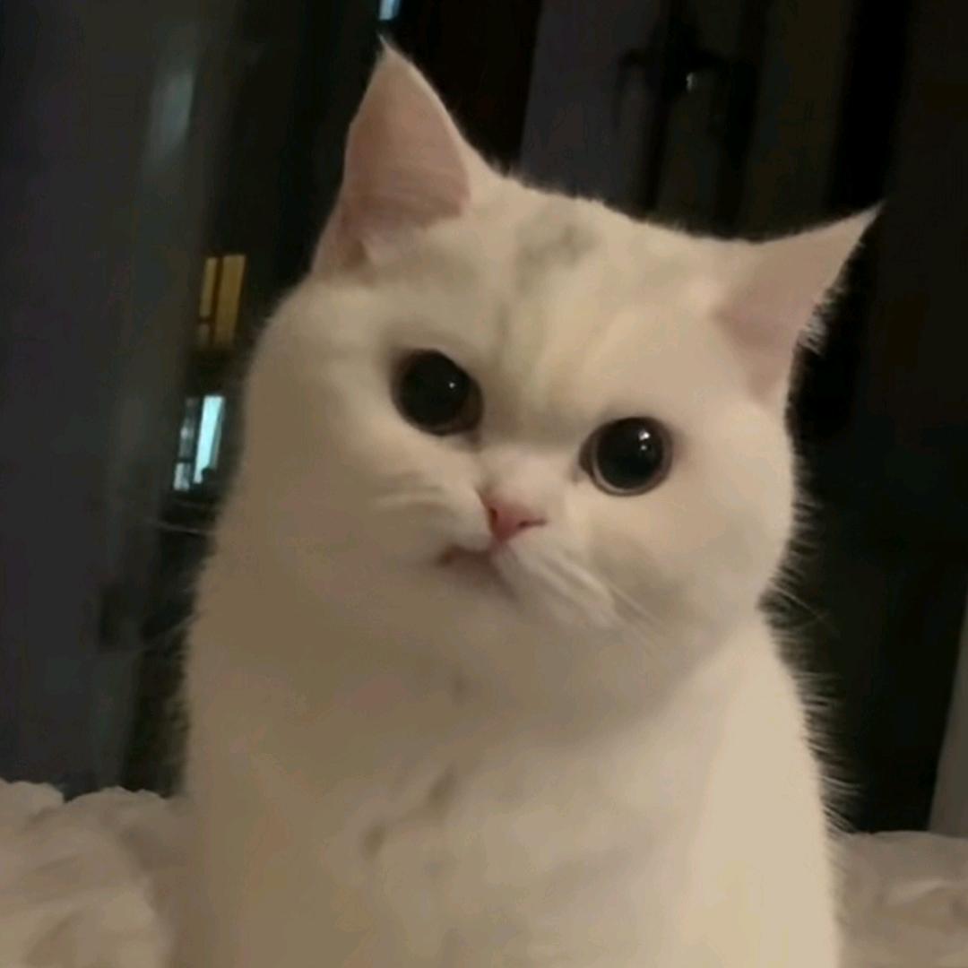 重生之我在三角洲鉴宝