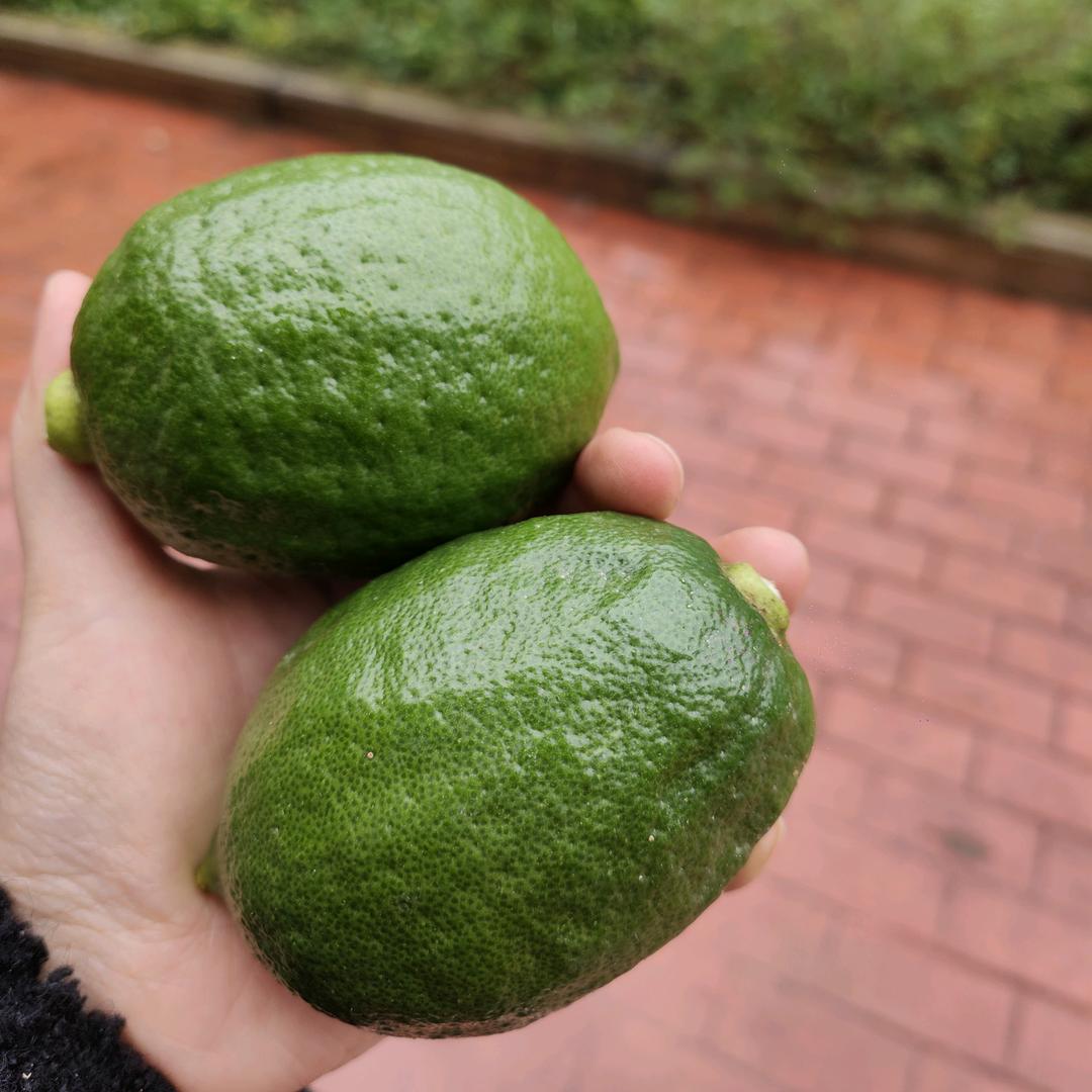 吴记柠檬