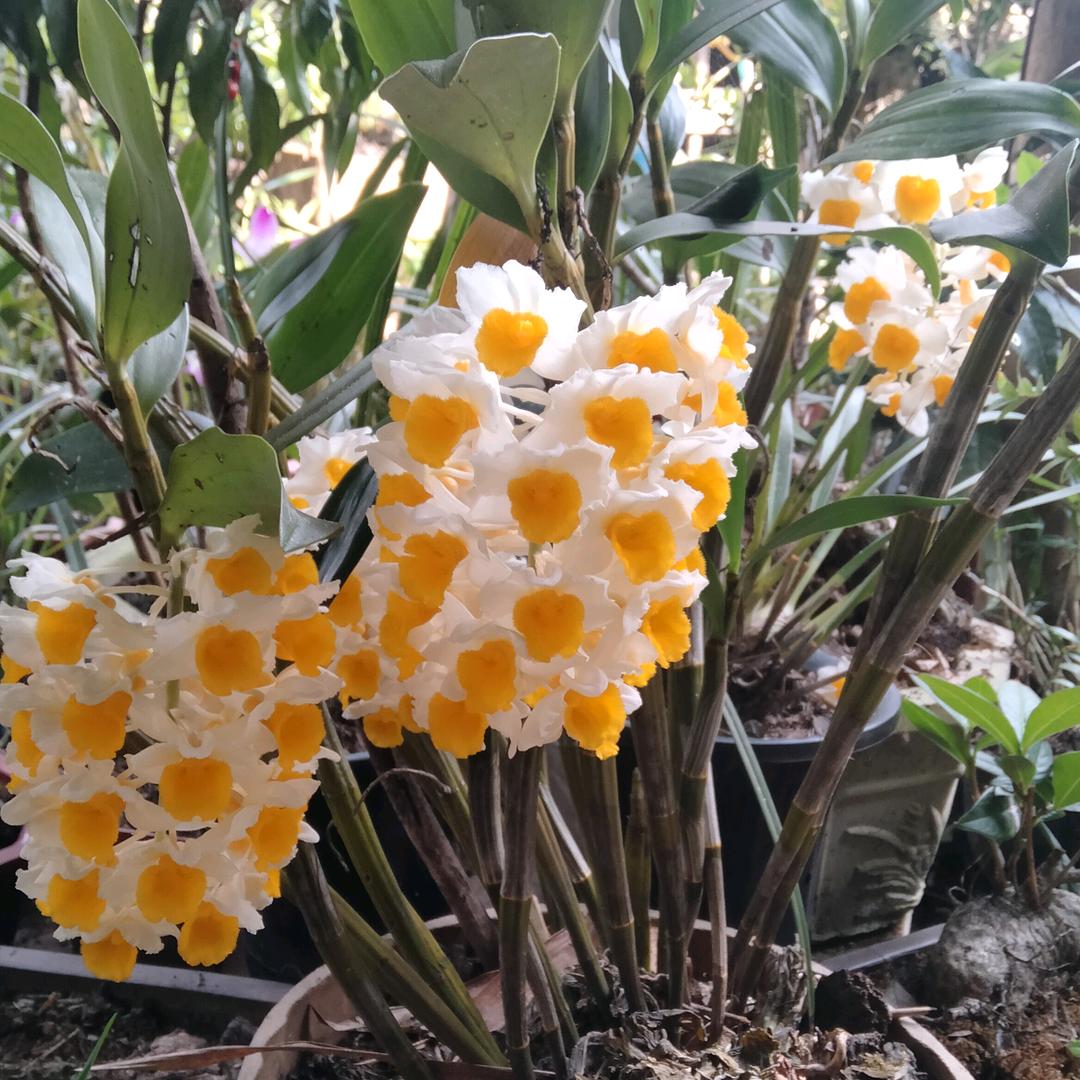 农村@@@土炮小灰盖