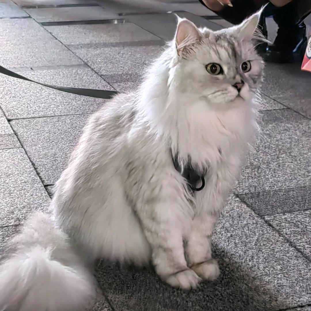 @是乌龙茶啦°