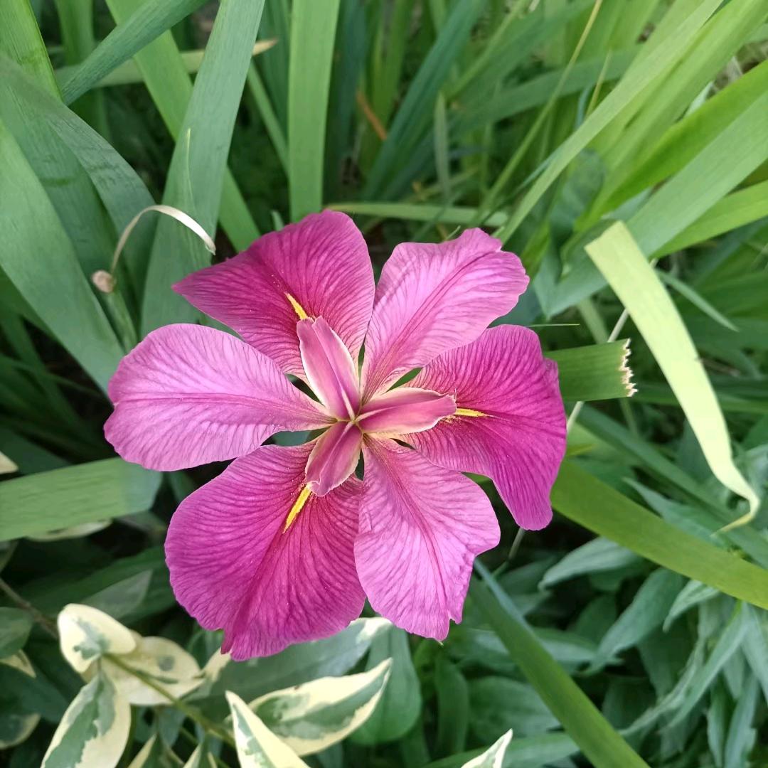 芳芳不定时开播