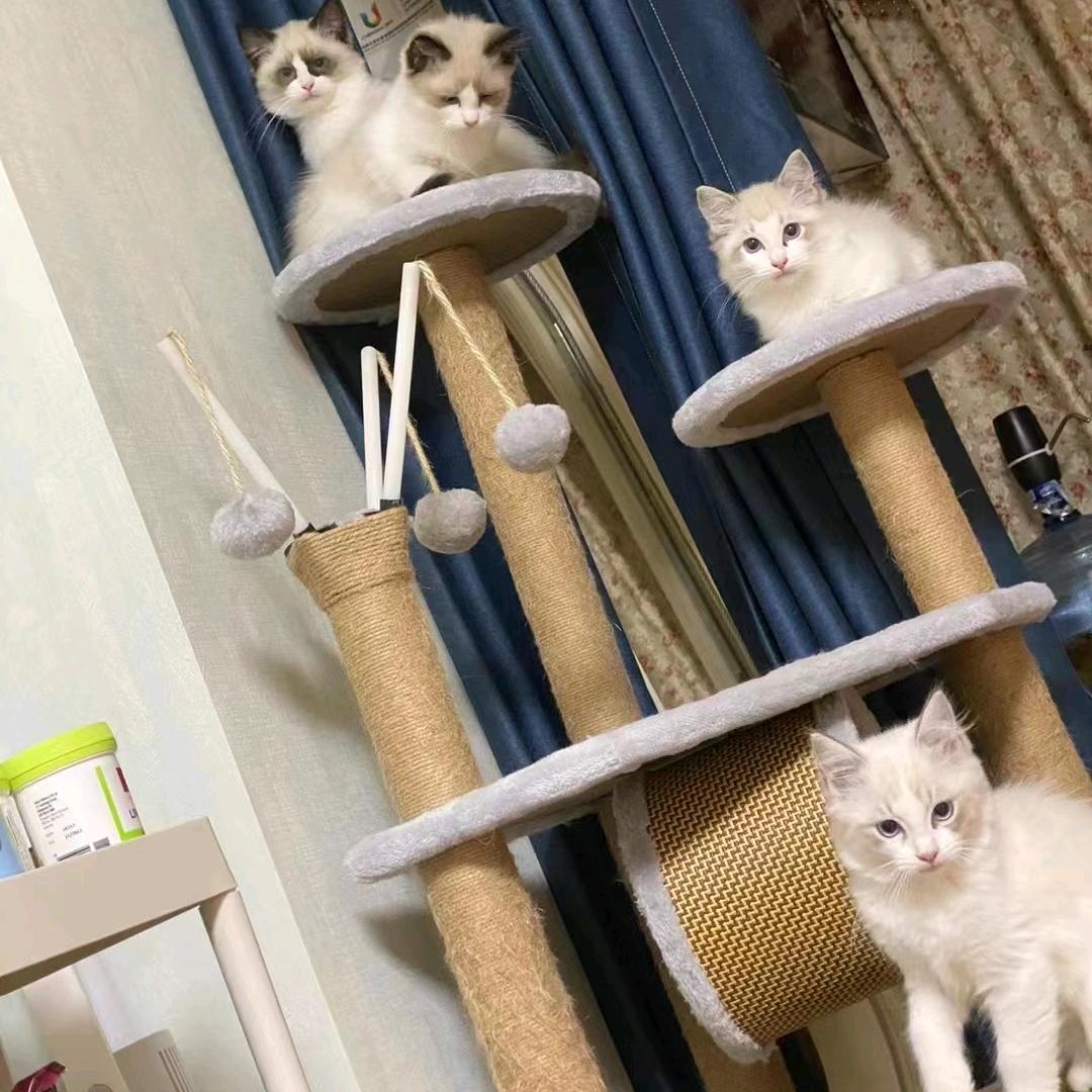陌晗莫
