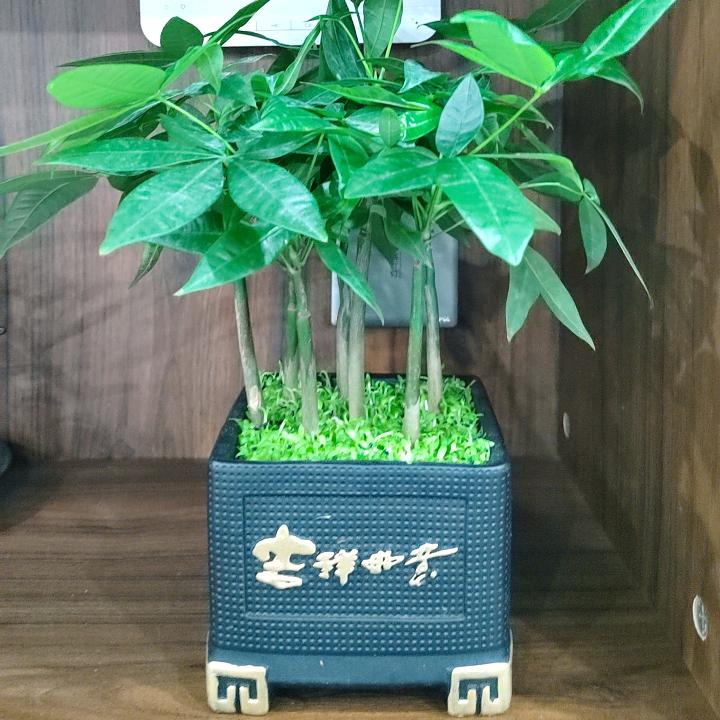敏敏
