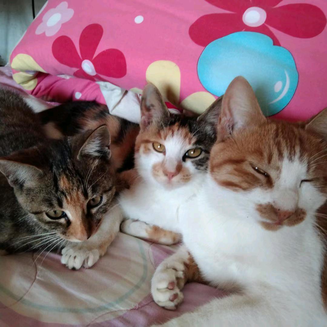 猫咪日常