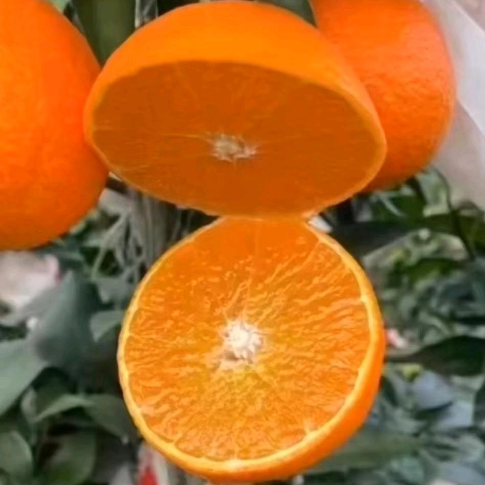 青菜头头绿生态精品农产