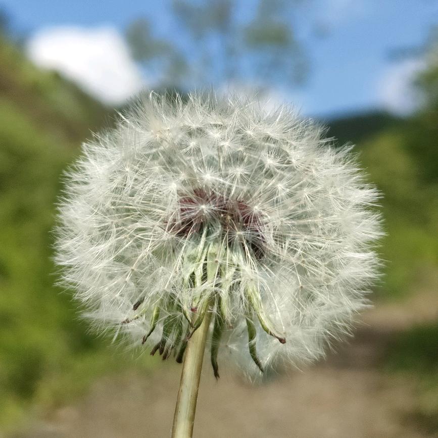车轮下的蒲公英