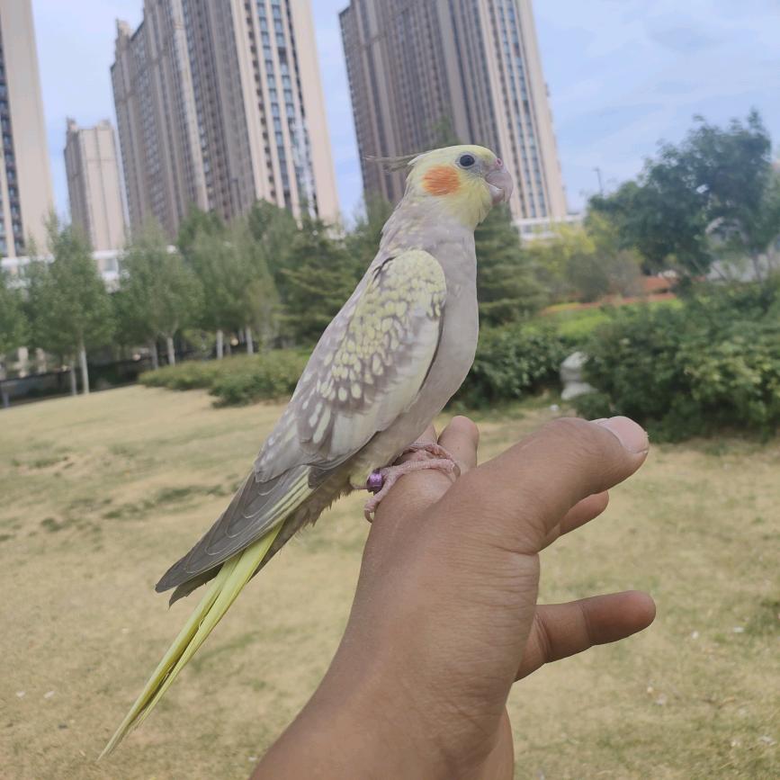 手养鹦鹉小张同学＊