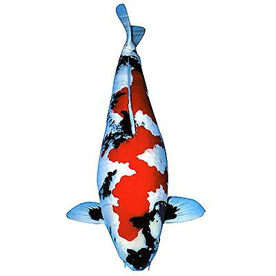 嘉瑞锦鲤养殖基地