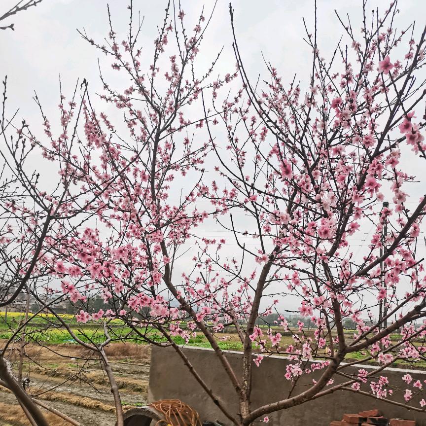 福