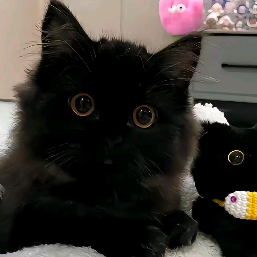 孤独@雄狮