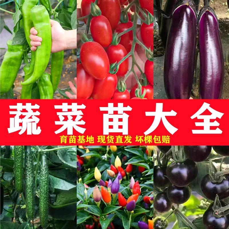 四季育苗
