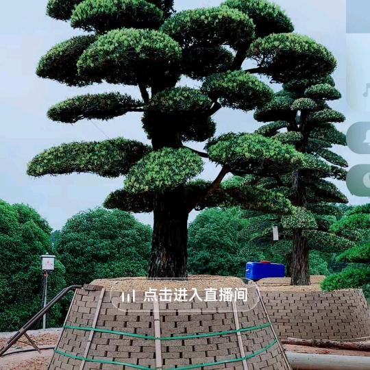 倪