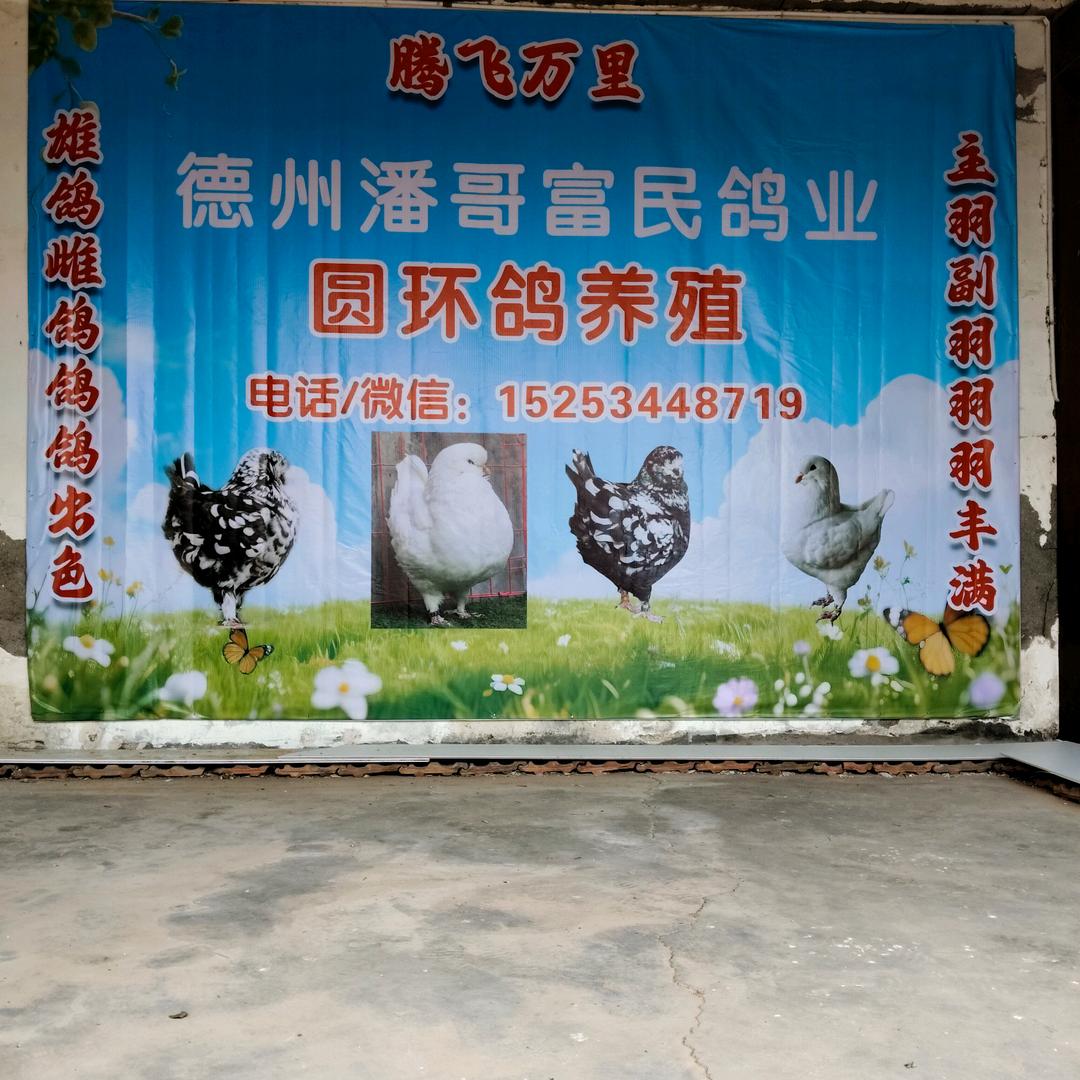 德州圆环鸽