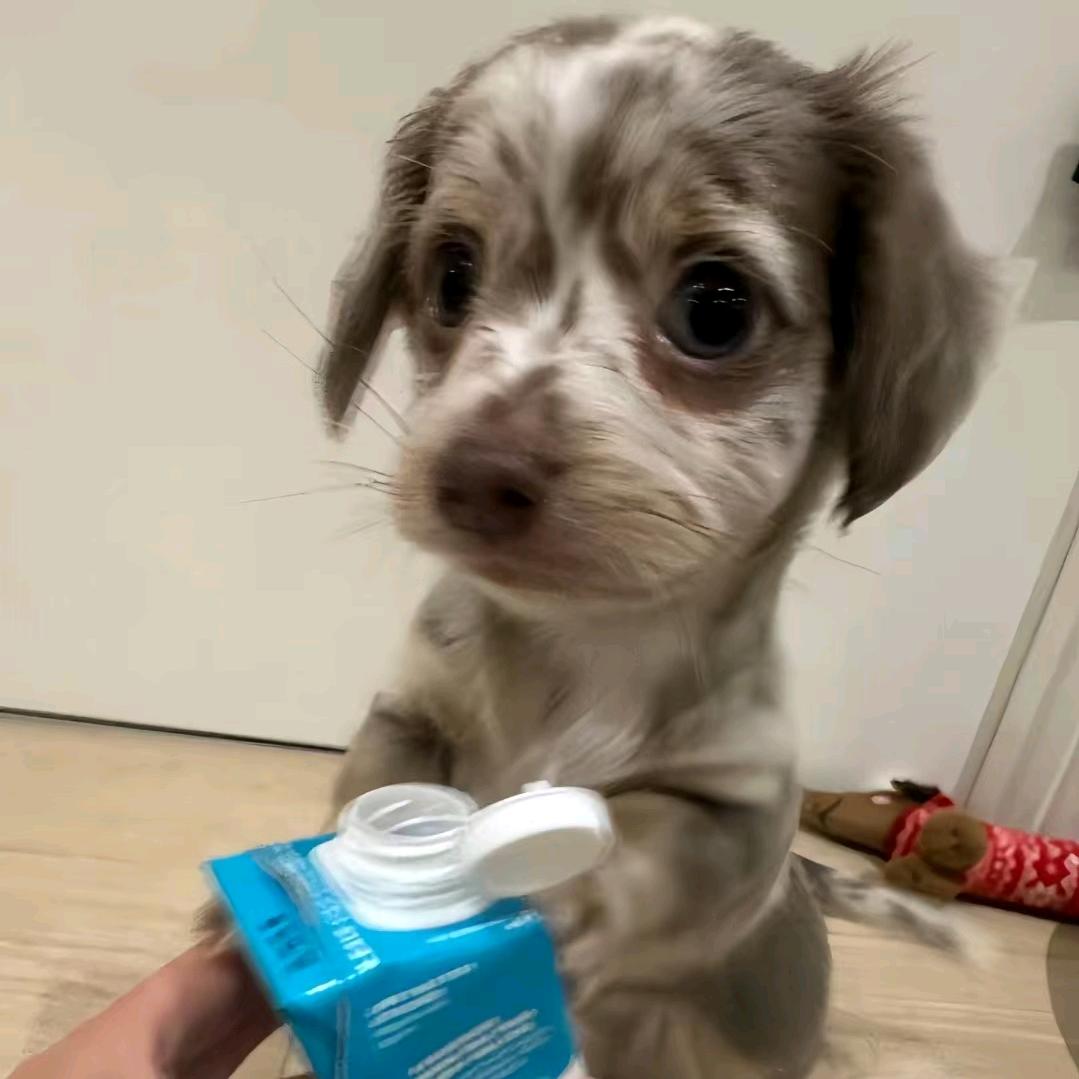 碎碎吃不饱=˙Ⱉ˙ฅ