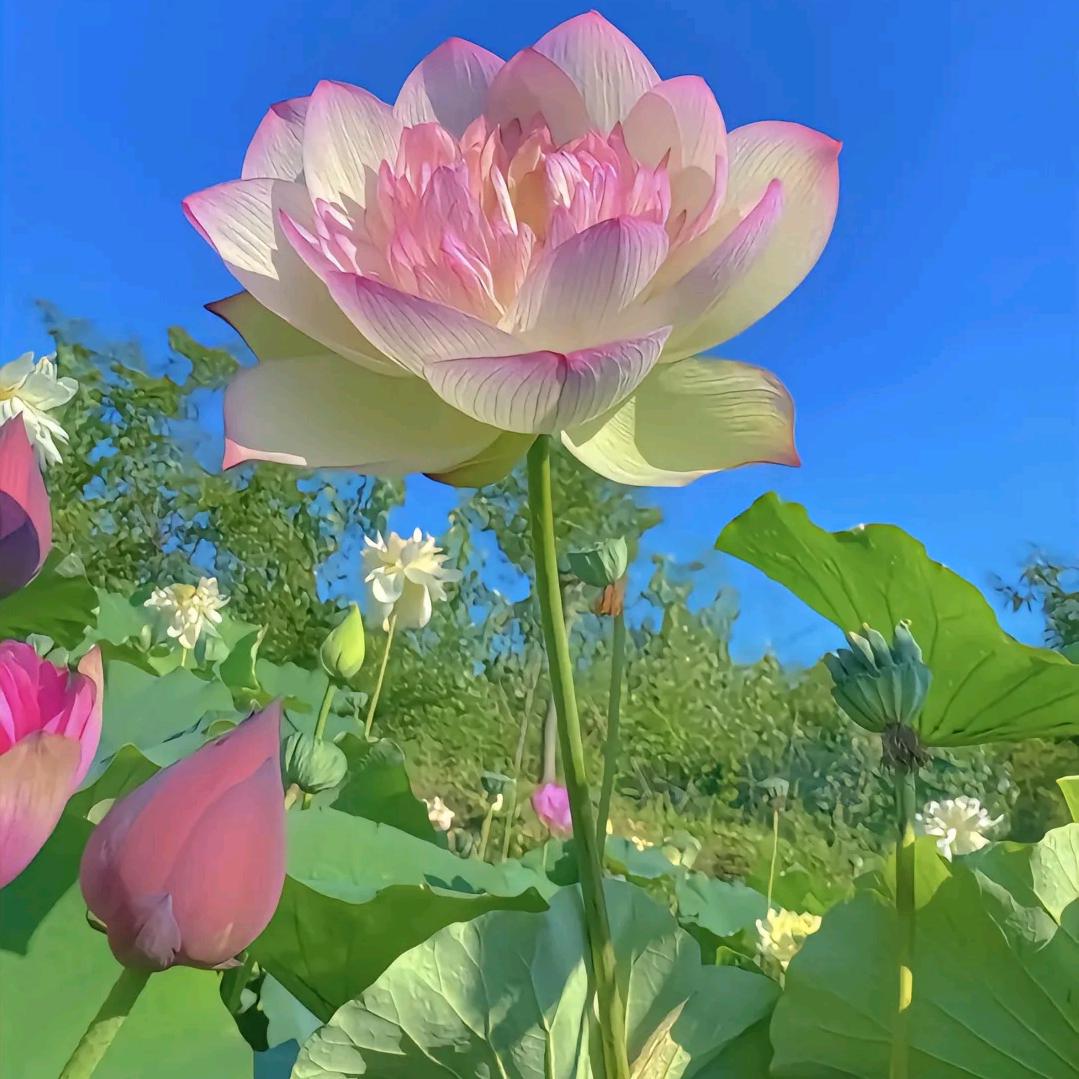 夏日