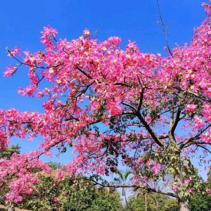 芳芷