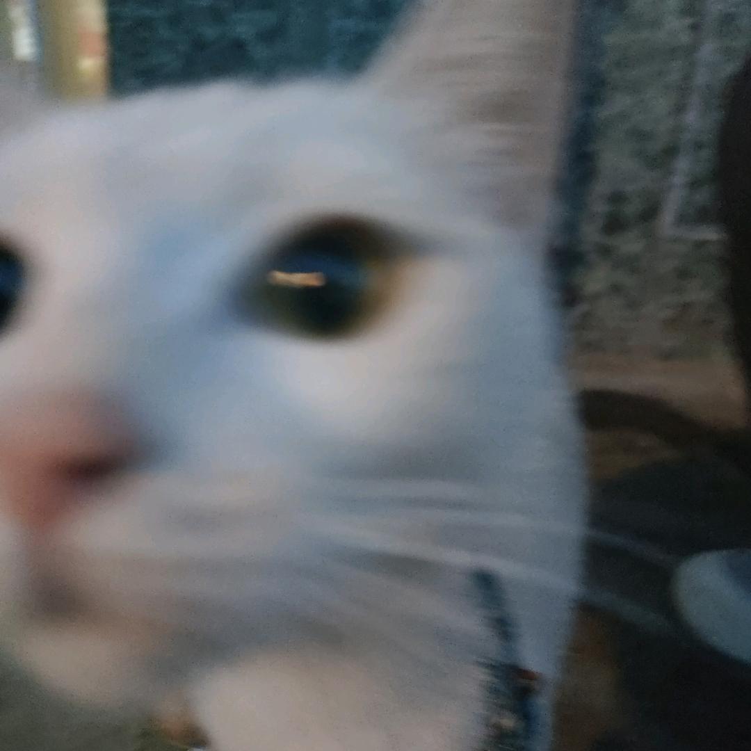 Felicia