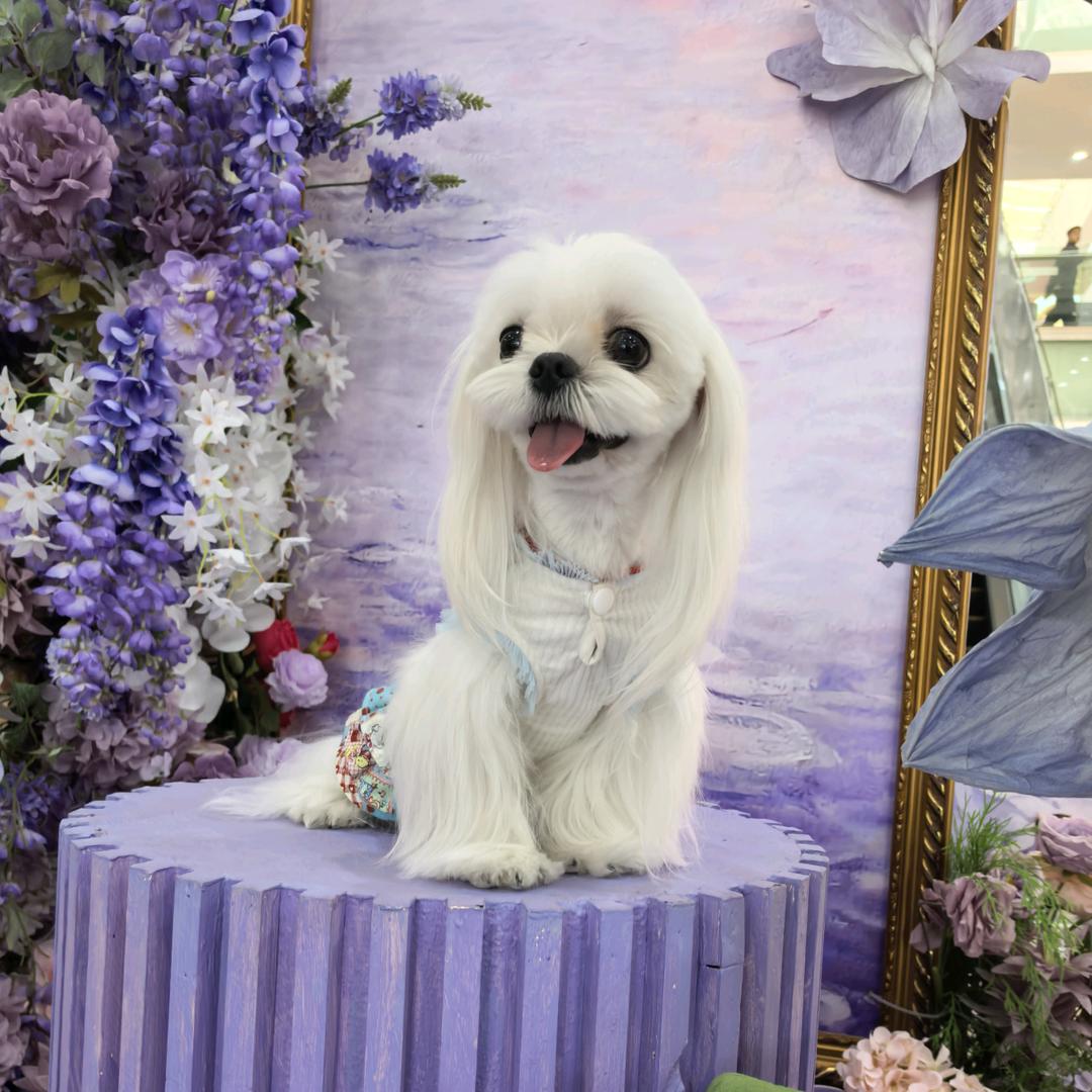 臻宠-马尔济斯·约克夏·西施直播号