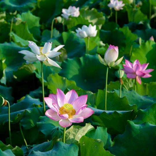 花开富贵的小魏