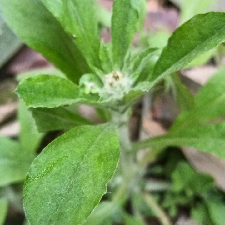 木子果