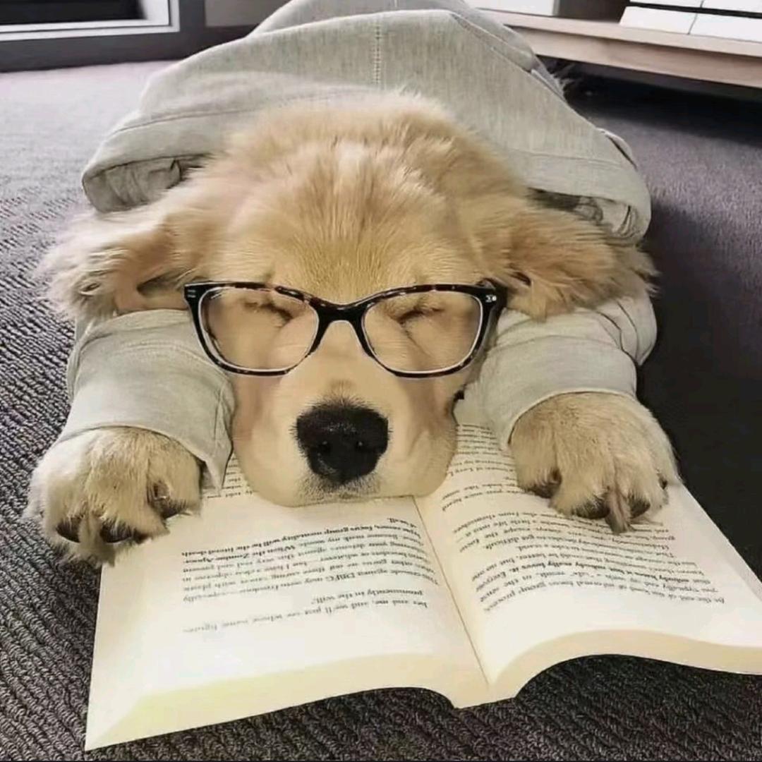 午夜心碎修狗🐶