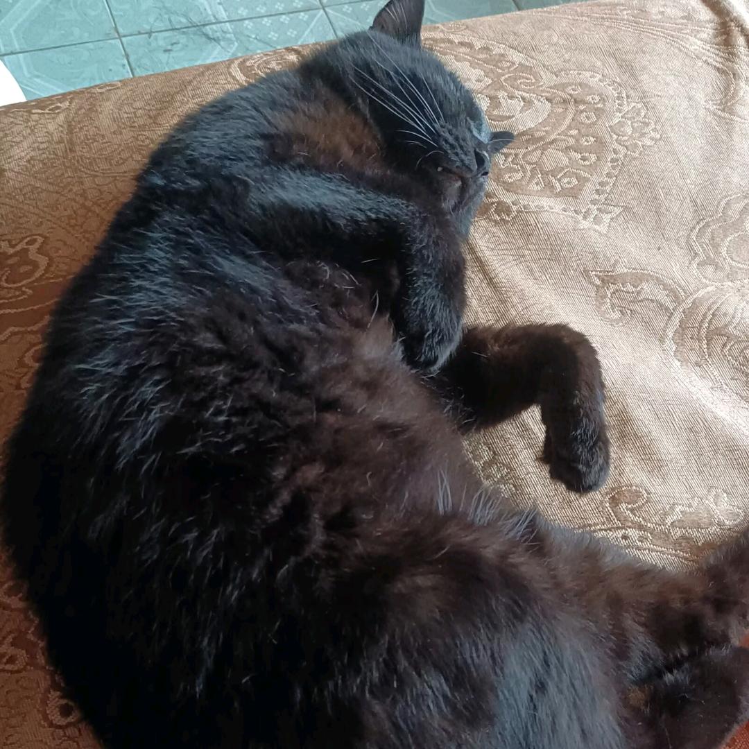 僵道理好尸（高雅气泡音版）