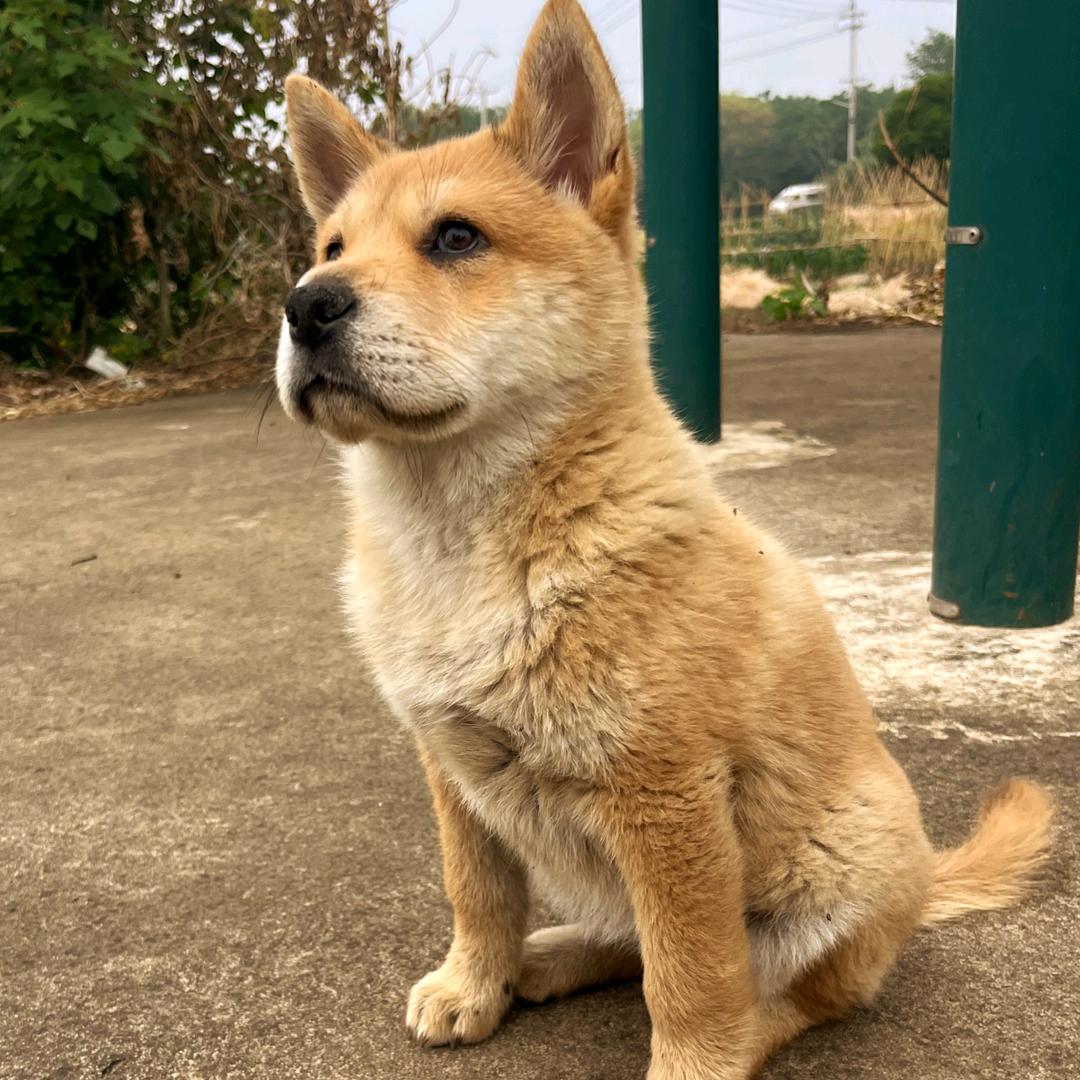 中华田园犬果冻