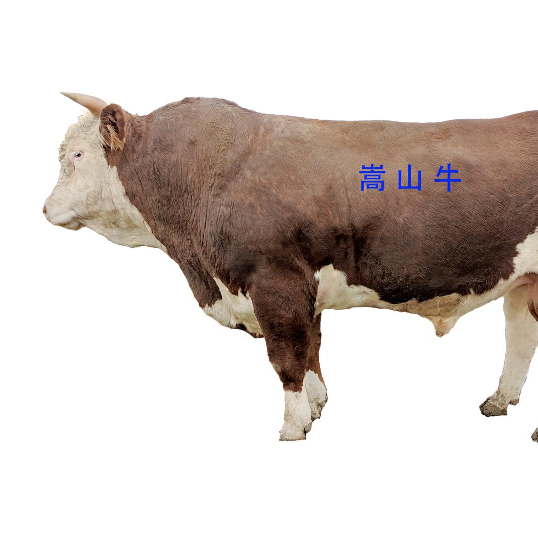 嵩山会·肉牛配方