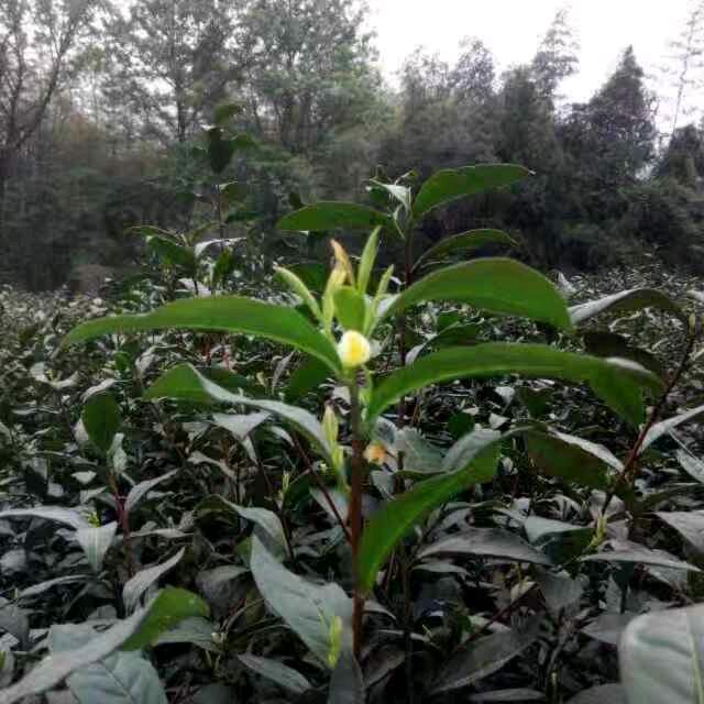 天井山绿色茶园。大山绿茶香飘万里