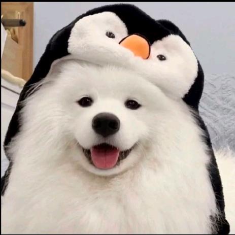 一只懒猪头像