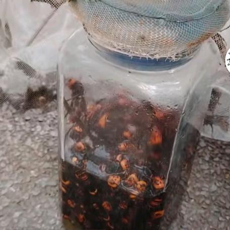 鲫壳