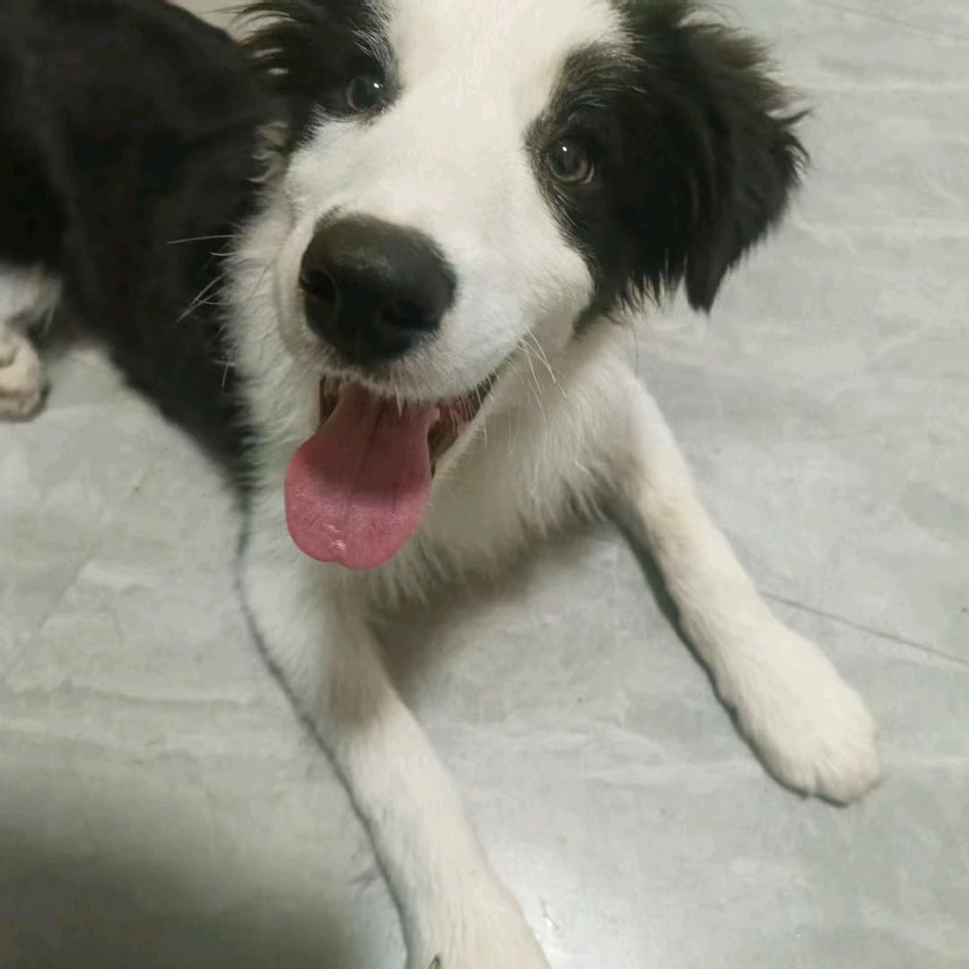 小企鹅🐧