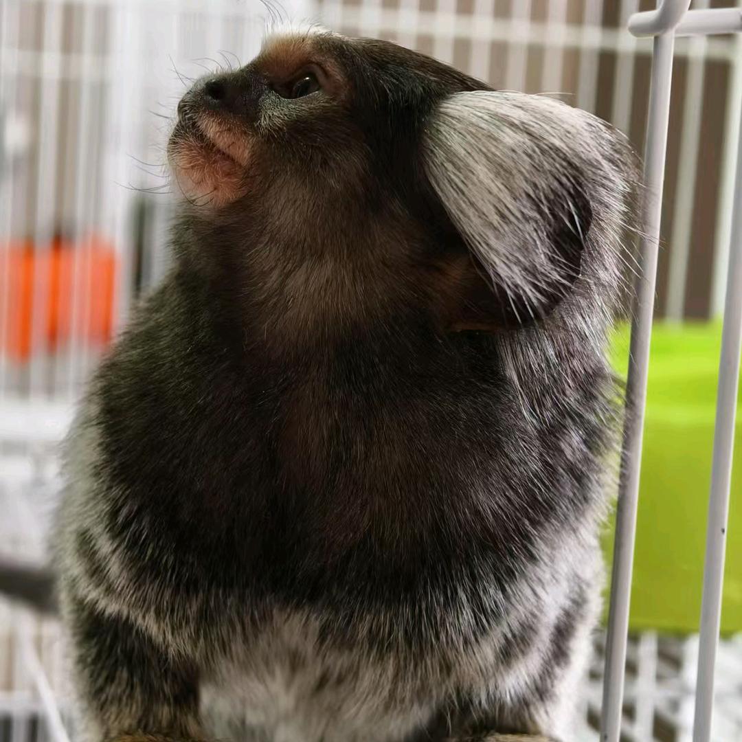🐒生物科技～😊小林