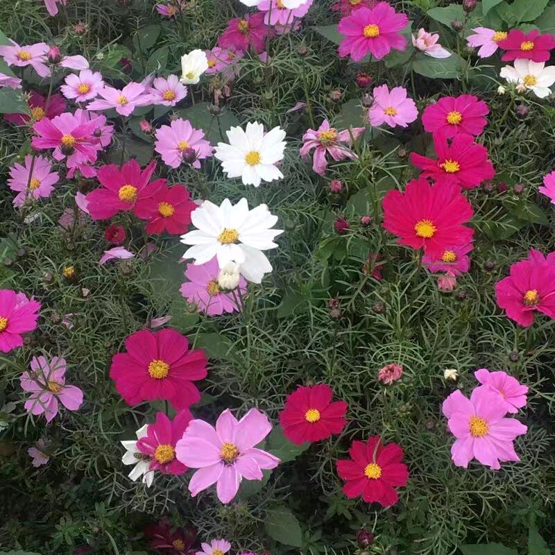 【王牌車神】🏎🏎🏎