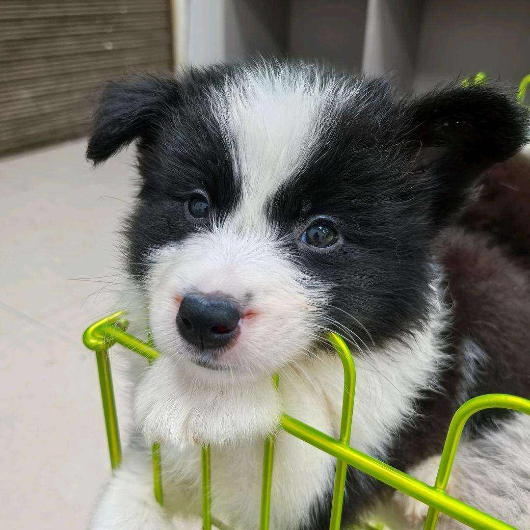 云集超源犬舍
