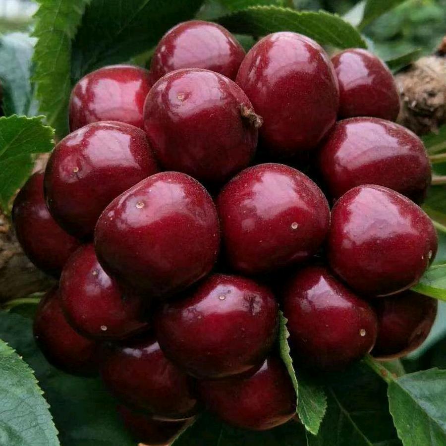 大连筠赫大樱桃