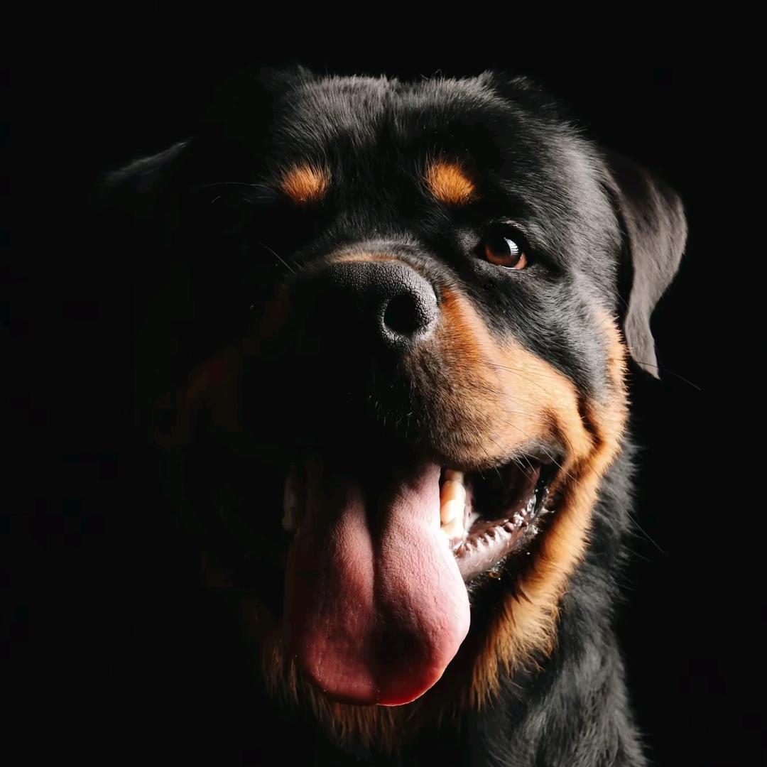 衡水众诚罗威纳ckurk