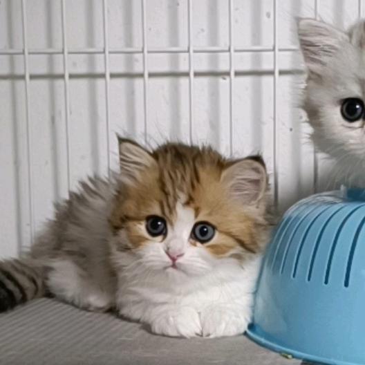 我在大连的养猫生活